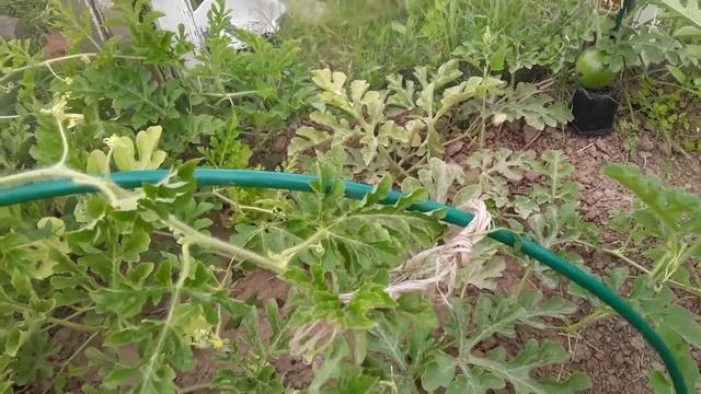Вырашиваем арбузы в теплице.Посадка и уход смотреть онлайн