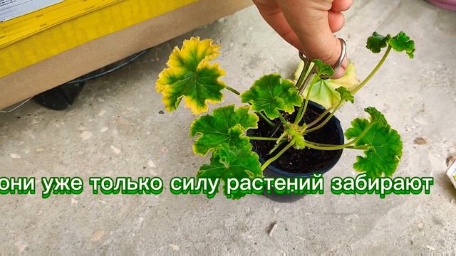 Уход за черенками после пересылки. смотреть онлайн