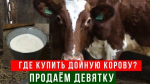 Где купить дойную Корову с очень высоким удоем!
