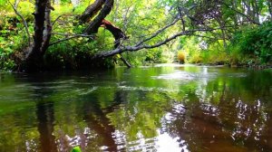 Журчание ручья. Природы. Звуки Реки и Леса, Пение птиц. Звуки для сна