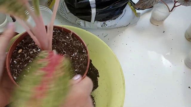 Комнатные цветы в сентябре/ Повседневные заботы смотреть онлайн