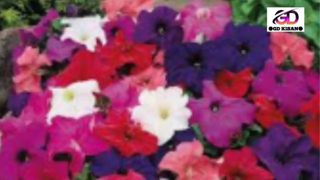 Petunia flower kab lagaen | Petunia ki dekhbhal kaise karen |Petunia kis season Mein Lagaya jata ha смотреть онлайн