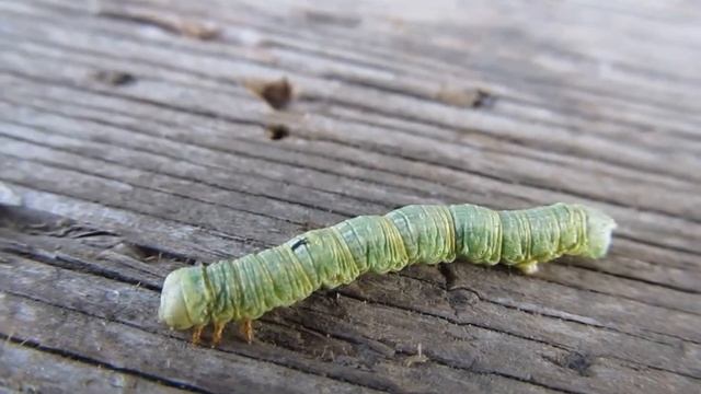 ГУСЕНИЦА КАПУСТНОЙ СОВКИ. В Мире животных глазами ребенка. Никита Нюняев, Одесса сентябрь 2017 смотреть онлайн