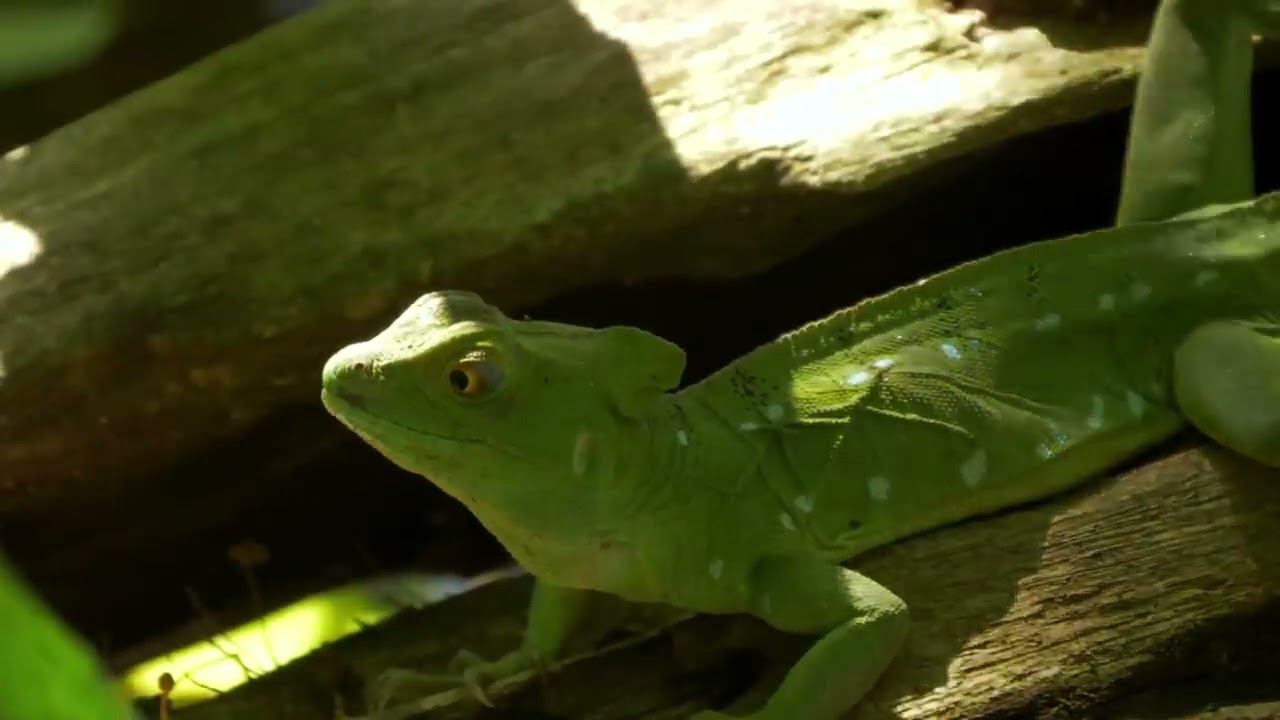 Музыка природы. В этой нежной мелодии есть всё, чтобы просто расслабиться. смотреть онлайн