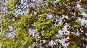 Едем на Север. Четыре Ниссан Патрол. Архив 2022