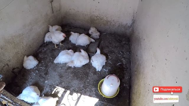 Выращивание бройлеров в домашних условиях - zolotyeruki смотреть онлайн