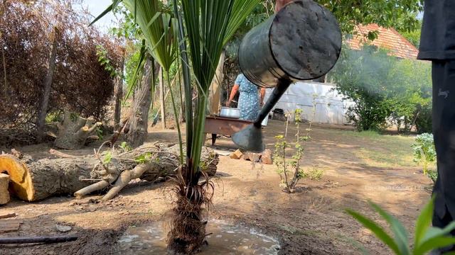 WILD BLACKBERRY COLLECTING IN THE VILLAGE! GRANDMA COOKING DEWBERRY JAM AND COMPOTE! CAUCASIAN LIFE смотреть онлайн