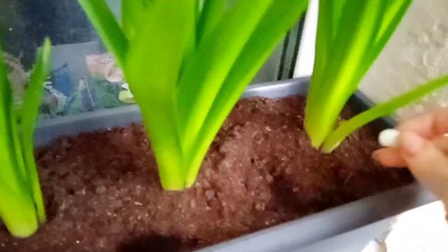 Сцилла перуанская -2 часть Scilla Peruviana #сцилла #сциллаперуанская