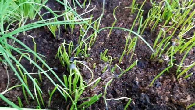 부추3, 자라고 있다. Allium tuberosum смотреть онлайн