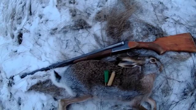 Заяц-Гигант и последний шанс Ирбиса.Предновогодняя охота на русака по снегу с двустволкой 16 калибр