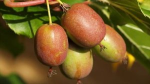 Актинидия. Посадка в открытый грунт.