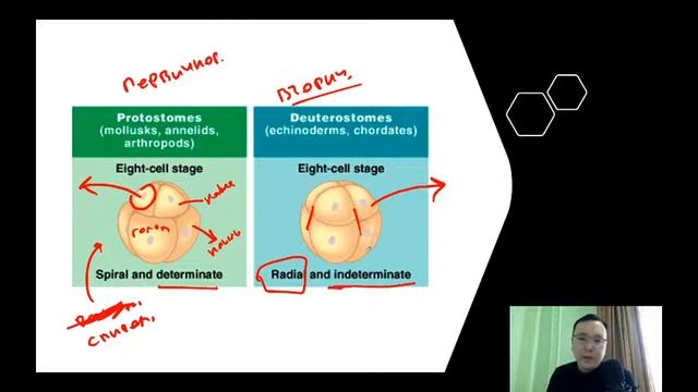 Животные беспозвоночные (часть 1) смотреть онлайн