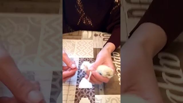 Почему у цыплят разъезжаются лапки. Что делать?