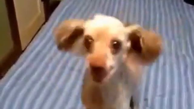 сабака говорящая на не понятном языке))))))))) смотреть онлайн