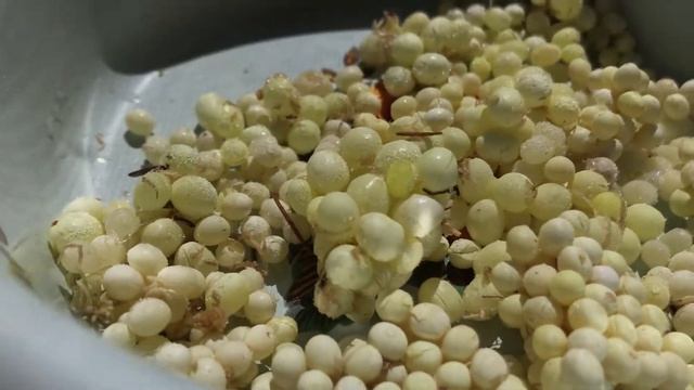 Кальцесмесь из кладки улитки / Кладка улиток / Улитки Ахатины смотреть онлайн