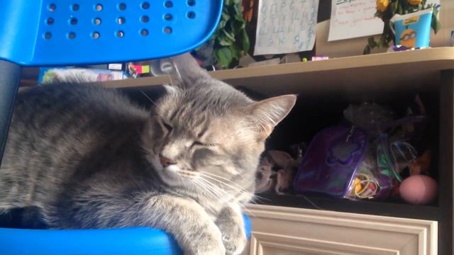 Кошка мурлыкает как трактор смотреть онлайн