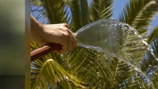 11 Fascinating Facts About Palm Trees 🛋️ смотреть онлайн