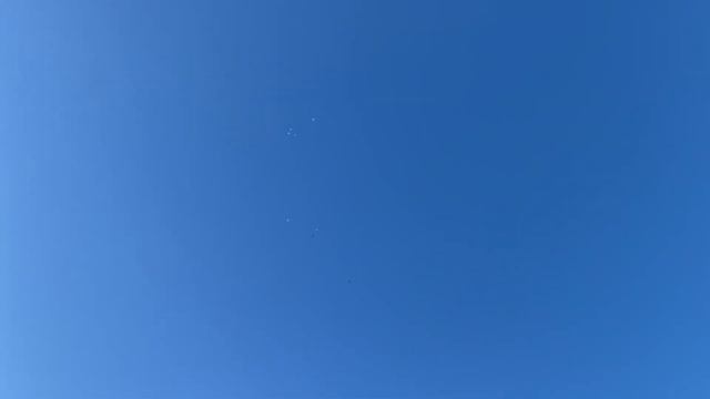 Атака тетеревятников!!! Attack Of The Hawk Of The Grouse!!!