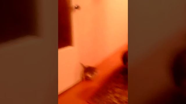 как приучить котенка к туалету))))) смотреть онлайн
