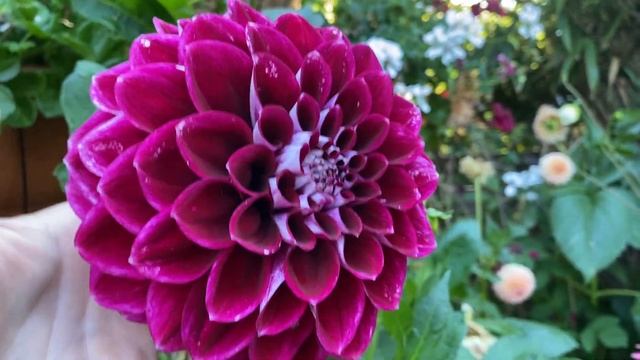 Георгина Willi Jason Dahlia Willi Jason, Marita Liebe, (Germany)