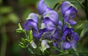 «Аконит Джунгарский» РЕЛАКС АРТ-ТЕРАПИЯ ИМПРОВИЗАЦИЯ композитор Виктор Анохин #instrumental #цветы