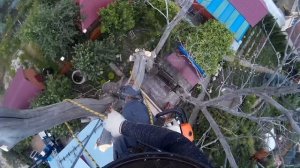 Как безопасно спилить большое сухое дерево. ОПАСНЫЕ ДЕРЕВЬЯ. #Арбористика. [SamArbo]