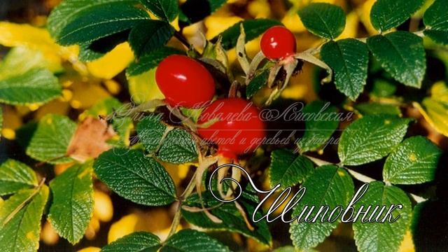 ОБЗОР К МАСТЕР-КЛАССУ «Осенний букет»/ Цветы из бисера/ Мастер-класс/ beaded flowers/ Бисероплетени смотреть онлайн