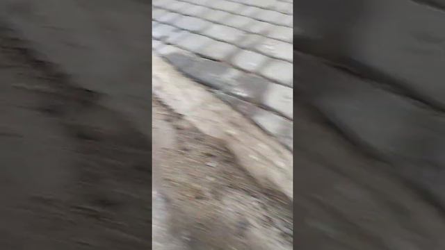 EURO DOG = ЕВРО ДОГ= КОРМ ДЛЯ СОБАК смотреть онлайн