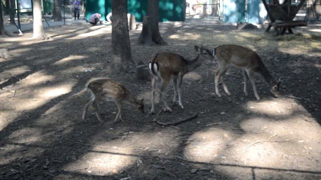 Лань Экопарк смотреть онлайн