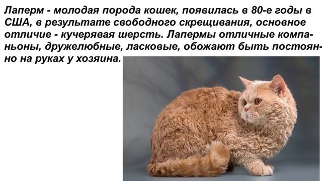 $$$Топ-23 самых дорогих пород кошек!!$$$ смотреть онлайн
