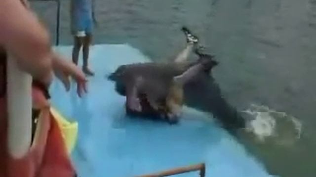 DOLPHIN..CUTE BUT DANGEROUS..(^_^) смотреть онлайн