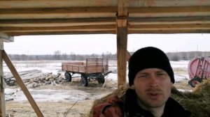 Выгодно ли держать быков? Ну и немного про хозяйство.