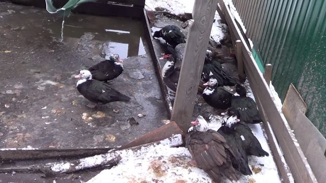 Содержание мускусной утки на улице. смотреть онлайн