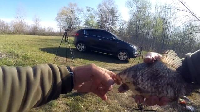 Ловля на ВЕСЕННИЙ ФИДЕР крупного КАРАСЯ!!! смотреть онлайн