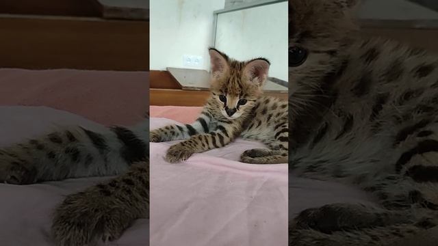 Сервал Цыпленко , маленький Гепард?The little Serval will grow up and become a big Cheetah. смотреть онлайн