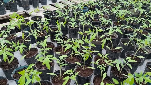 Овощи Растут. Выращивание рассады томата Мей Шуай и Пинк Айди. смотреть онлайн