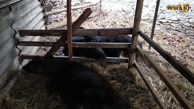 Бетон под стойло для коров. смотреть онлайн