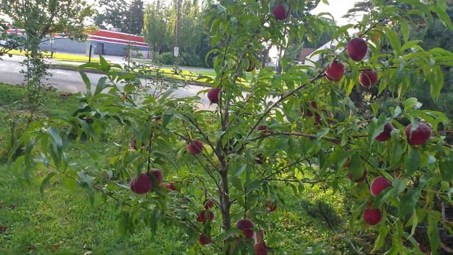 Фруктовый сад,(USA  Erie Pennsylvania)CевероАмериканское садоводство)