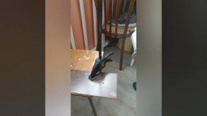 Сможет ли реноватор распилить керамическую плитку. Наглядный пример