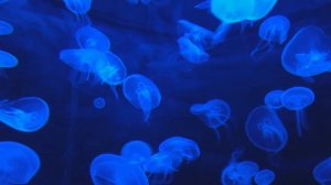 Пять удивительных фактов о мозге | интересные факты про мозг человека