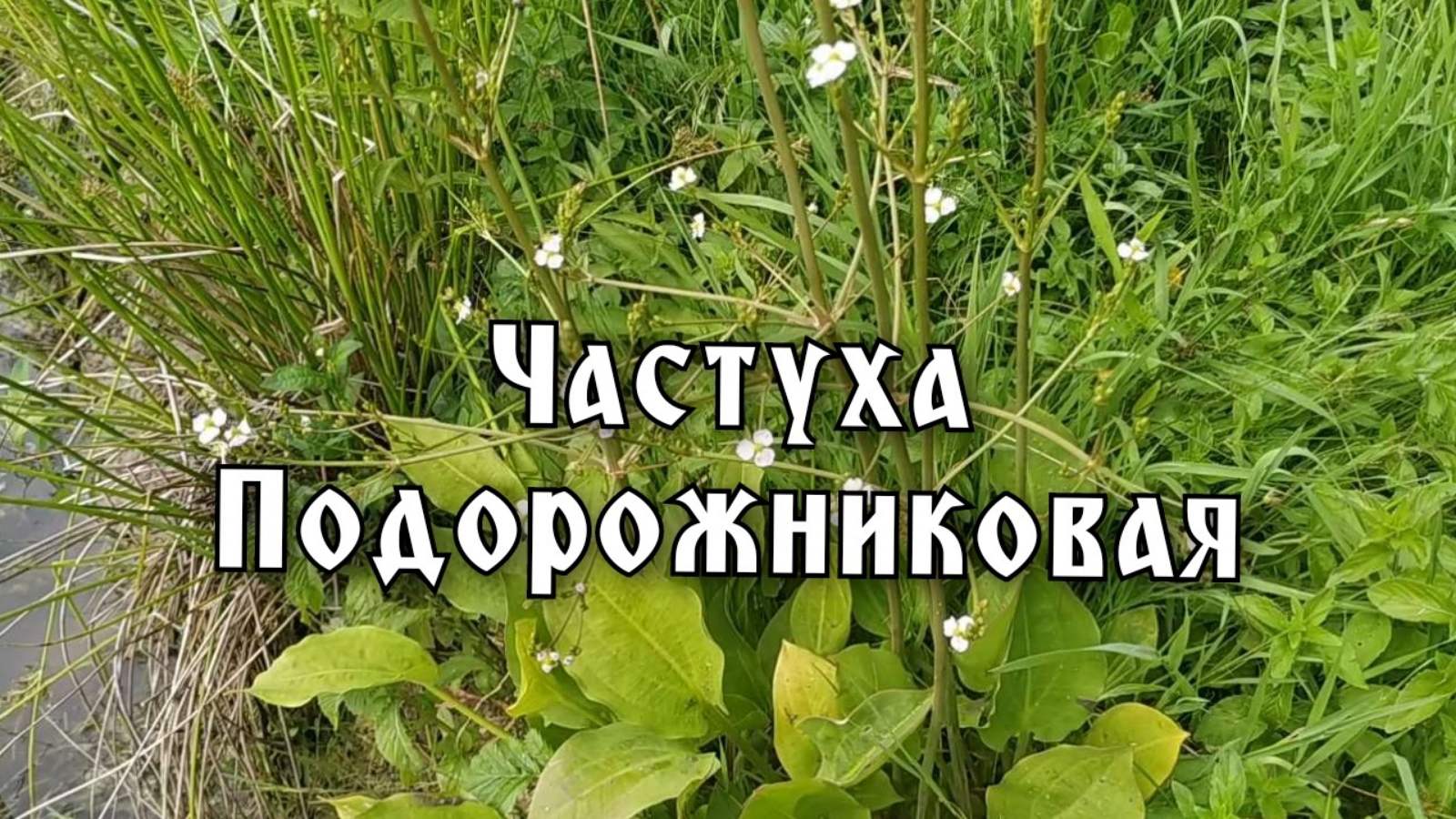 Частуха Подорожниковая (Alisma Plantago-aquatica)          Plantain Chastukha