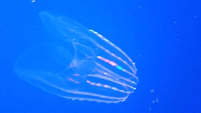 Sea Goseberry, in Monterey aquarium. Морской крыжовник. смотреть онлайн