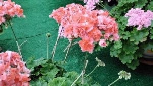 #449.Оранжевая пеларгония ЮВ-Феникс!