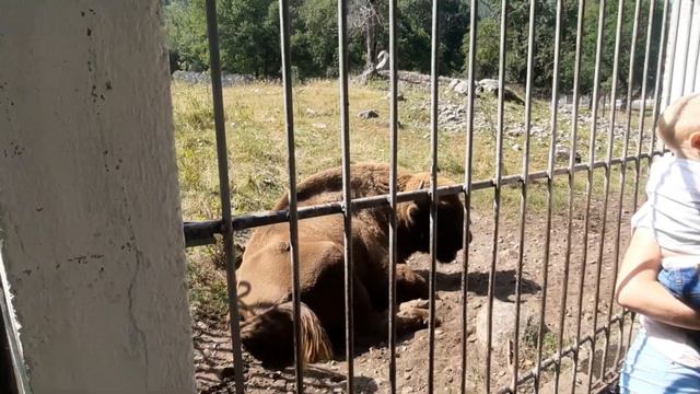 Прогулка в Теберду смотреть онлайн