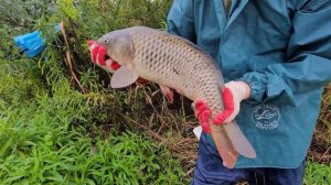 Рыбалка с рогаткой сазан на рогатку #slingshotfising #고무총낚시