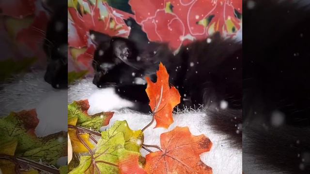 Спасение Феи 2 Фея ушла в лес и смешные котята смотреть онлайн