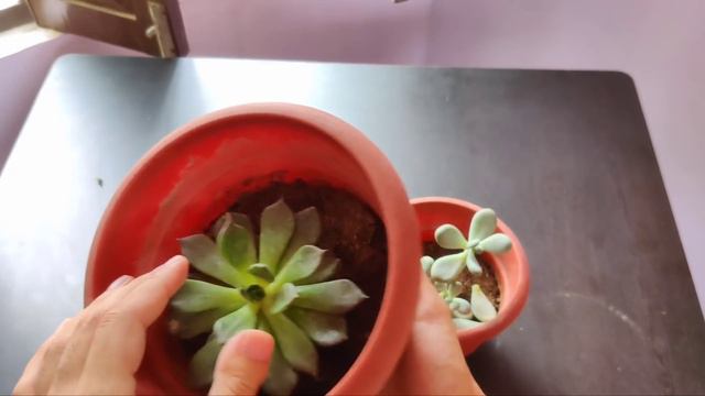 5 अमूल्य (महंगे)पौधे जो पत्ती से उग सकते हैं। Leaf Growing Plants #LeafPropagation #PlantsFromLeaf смотреть онлайн
