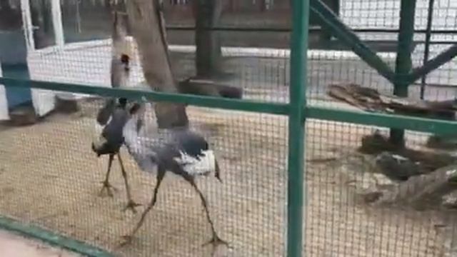хамзат в зоопарке смотреть онлайн