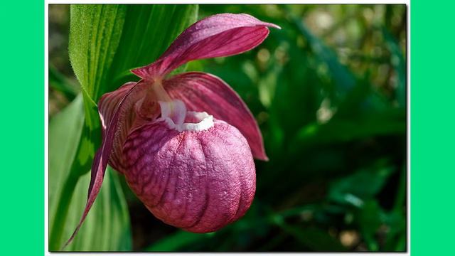 Видеоролик Венерин башмачок#ДобрыйДокторЭкопроект смотреть онлайн