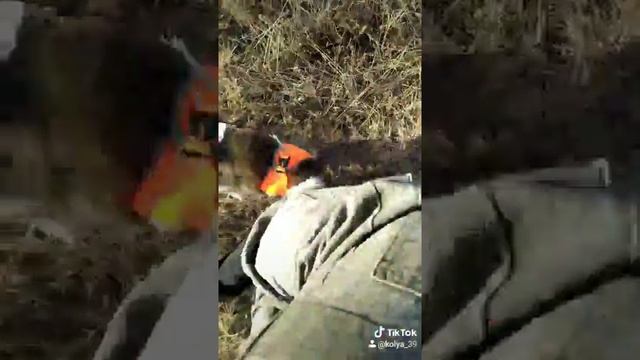 Тигровая акита смотреть онлайн